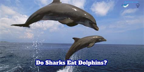 Do Sharks Eat Dolphins Who Will Win In A Battle