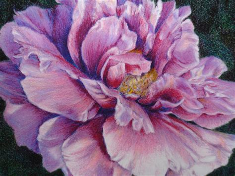 Caryn Coville Colored Pencil Drawing Peony Drawing Flower Painting