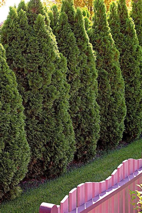 19 Of The Best Low Maintenance Shrubs For Creating Easy Care Hedges