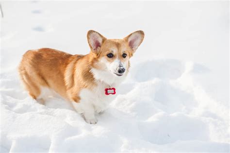 Check out our welsh corgi selection for the very best in unique or custom, handmade pieces from our ornaments shops. Pembroke Welsh Corgis | Cesar's Way