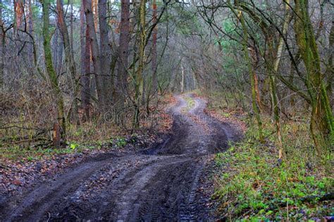 Dirt Road In Forest Stock Photo Image Of Path Countryside 105898658