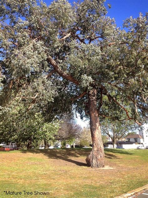 Zones 3 through 9), which is native to eastern north. Eucalyptus - Silver Dollar - Plant Me Green | Silver ...