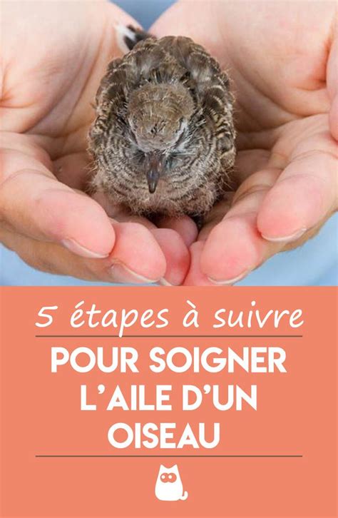 Comment Soigner L Aile D Un Oiseau Oiseaux Oiseaux Des Jardins