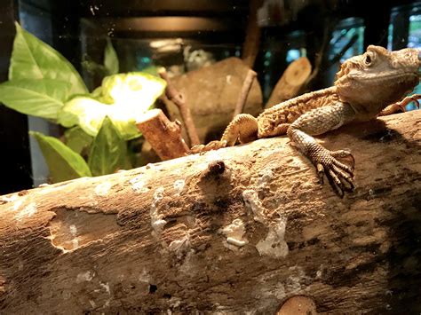 Bearded Dragon Habitat In The Wild Guide In Setting Up Terrariums