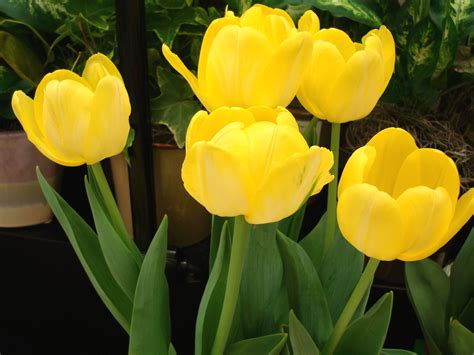 Lovely Yellow Tulip Wallpaper Colors Wallpaper 34512423 Fanpop
