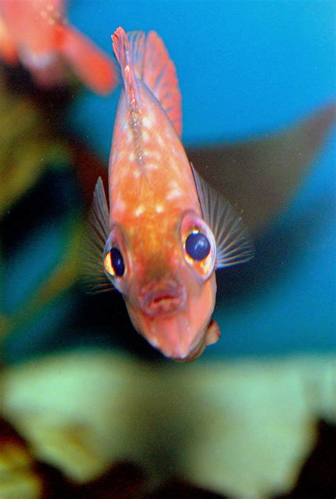 Black moor goldfish (carassius auratus) is a popular option among goldfish collectors, due to their unusual appearance, big bug eyes and dark color they. Big Eyed Fish | iregretjumping | Flickr