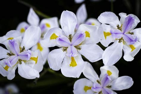How To Grow And Care For African Iris Dietes Iridioides
