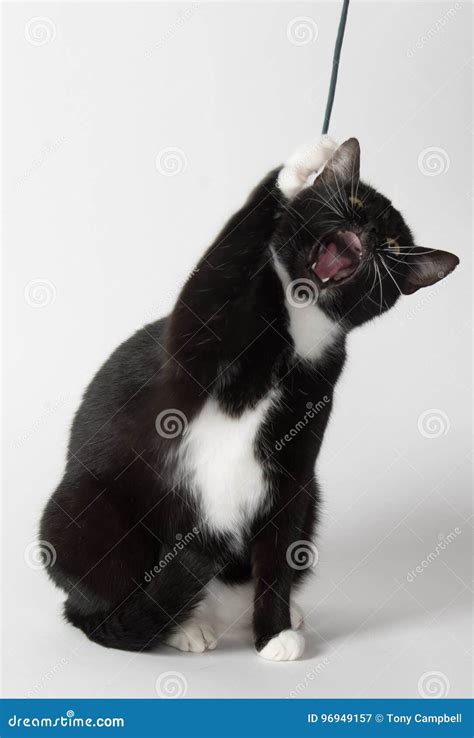 Cute Tuxedo Cat On White Stock Image Image Of Adult 96949157