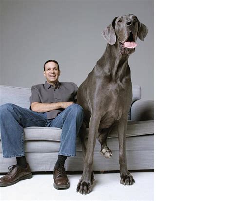 Welcome To Benfila Blogda Gist Zeus Worlds Tallest Dog Dies At Age 5