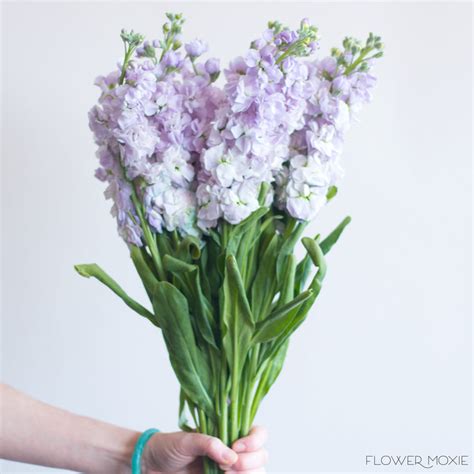 Stock Flowers Lavender Stock Flower Bulk Fresh Diy Wedding Flowers