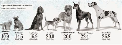Cómo Calcular La Edad De Un Perro