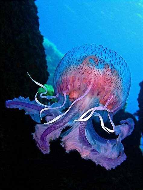 25 Amazing Deep Sea Photos Ocean Creatures Ocean Animals Life Under