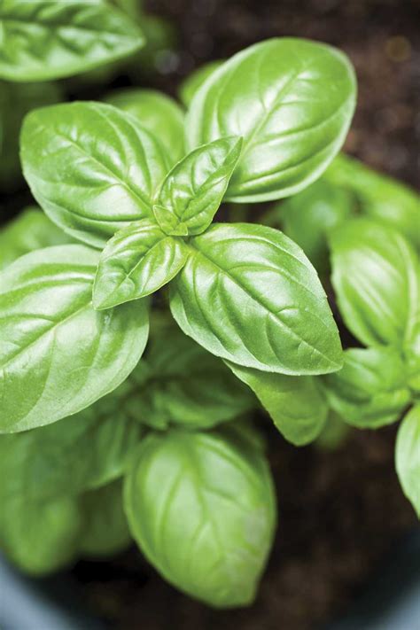 Whats Wrong With My Herbs Growing Basil Tips Grow
