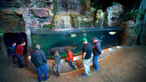 Ripleys Aquarium Of The Smokies In Gatlinburg Tennessee Expediaca