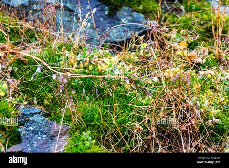 Lichen Of Mossy Boulders Hi Res Stock Photography And Images Alamy