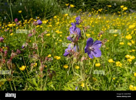 British Wildflowers Cranesbill Hi Res Stock Photography And Images Alamy