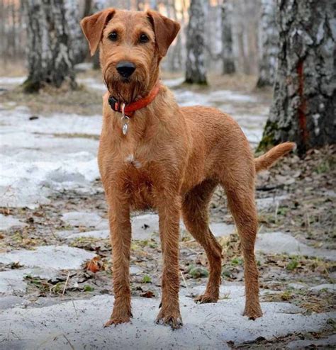 Irish Terrier - Dog Breed Information and Images - K9 Research Lab
