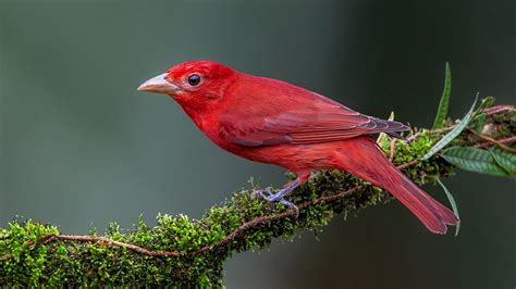 Beautiful Red Tanager Bird Is Sitting On Green Leaves