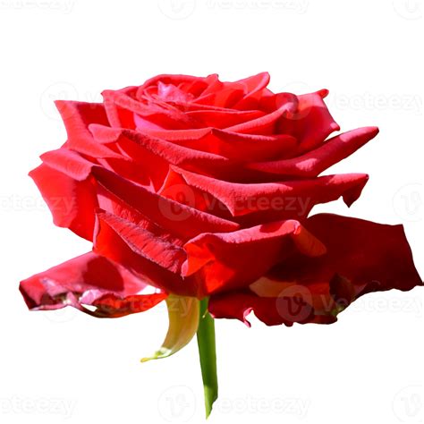 Beautiful Red Rose Flower 12996239 Png