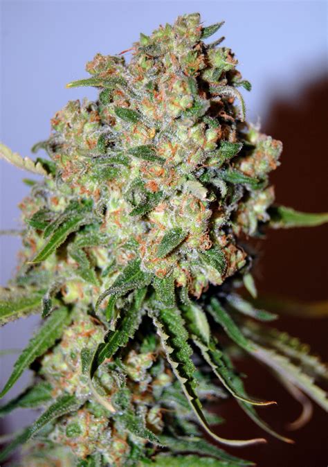 Critical from Advanced Seeds | strains.io | cannabis marijuana strain info