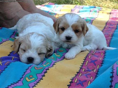 Our bichpoo (poochon) puppies for sale will bring love, energy, and joy into your home without all the allergies! Cavachon (Cavalier / Bichon Puppies for Sale in Kingsley ...
