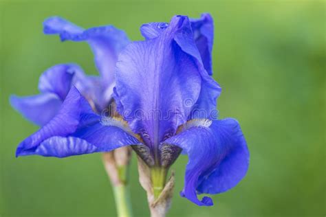 Blue Iris Flower On Green Natural Background Stock Image Image Of
