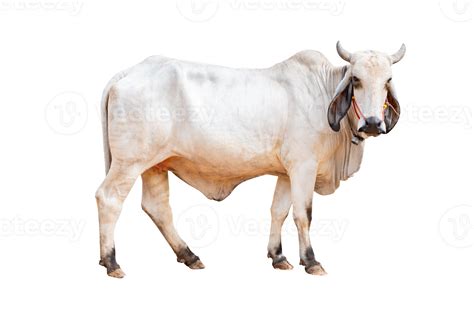 Plein Corps De Blanc Femelle Vache Permanent Et Regardez Tout Droit