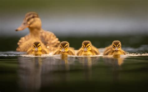 Download Duckling Animal Duck Hd Wallpaper