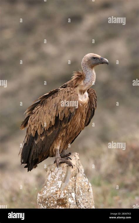 Griffon Vulture Gyps Fulvus Found In Southern Europe North Africa