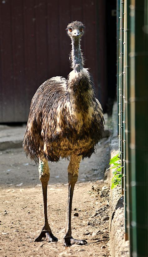 Emu Australia Bird Free Photo On Pixabay Pixabay