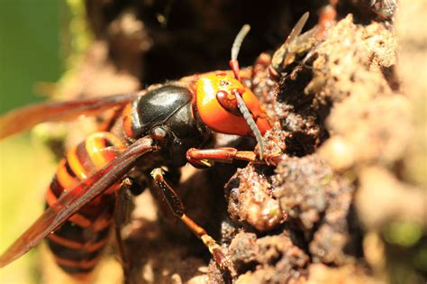 Asian Giant Hornet Invasion Threatens Honey Bees In Pacific Northwest The New York Times