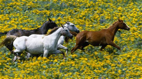Wallpaper Grass Running Flower Grassland Horses Pasture Herd