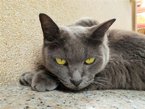 Portrait Of Grey Cat With Yellow Eyes Looking At Camera Stock Photo