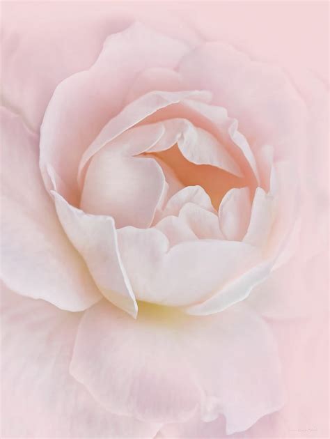 Danielle S Pink Rose Flower Photograph By Jennie Marie Schell Pixels