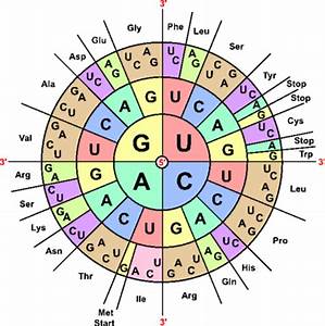 Protein Chart Dna Best Weight Loss Diet Plan 2013