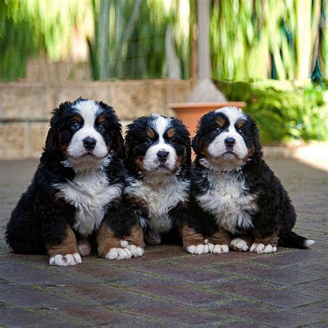 Bernese Mountain Dog Puppies For Sale Thornton Co 153350