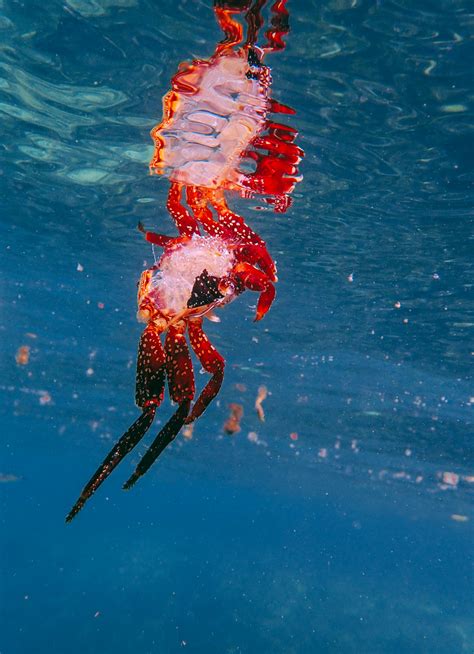 Red Sea Creature · Free Stock Photo