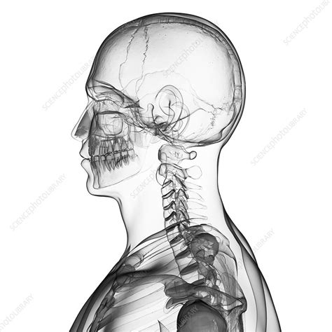 Human Skull And Neck Artwork Stock Image F0105891 Science Photo