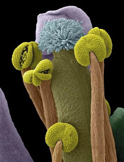 The carpel is the female reproductive organ of the flower. Scanning electron micrograph of part of a thale cress ...