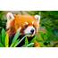 Red Panda Escaped The Zoo Took An 8 Month Solo Trip  Travel Leisure