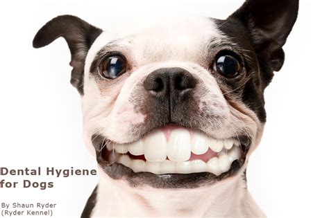 Ryder Kennel Dental Hygiene For Dogs