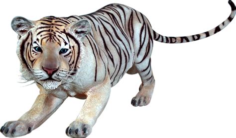 Siberian Tiger Transparent Png Png Mart