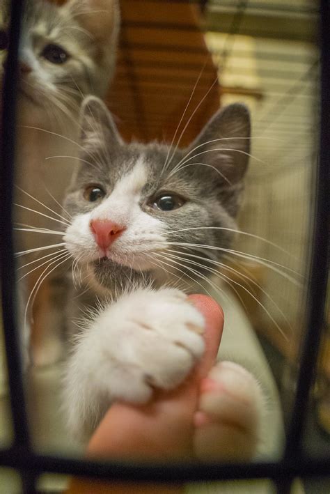 Kittens Grabbing Finger 3 Cute Cats Alex Hancook Flickr