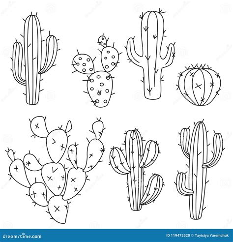 Cactus Vector Illustrations Hand Drawn Outline Cactus Set