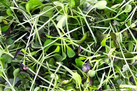 Salad Mix Microgreen Seeds Non Gmo Bulk Seeds