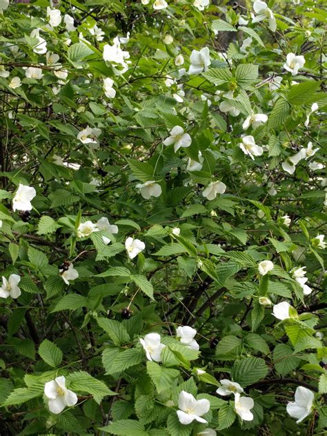 How To Identify Flowering Shrubs Shrubs Offer Decoration As Well
