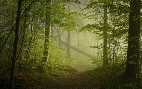 Wallpaper 1600x1000 Px Forest Green Landscape Mist Nature Path