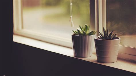 Wallpaper Flower Pots Window Sill Indoor Plants Full Hd Indoor