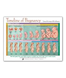 500 x 667 jpeg 48 кб. Timeline of Pregnancy Chart