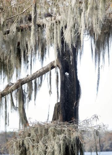 Lake Martin Cypress Tree Struck By Lightning Catches Fire News